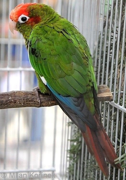 pyrrhura rodocephala, Dieren en Toebehoren