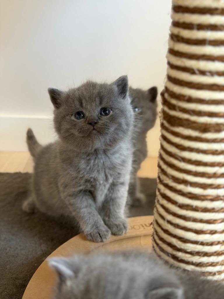 Britse korthaar kittens, Dieren en Toebehoren, Meerdere dieren, Gechipt, 0 tot 2 jaar