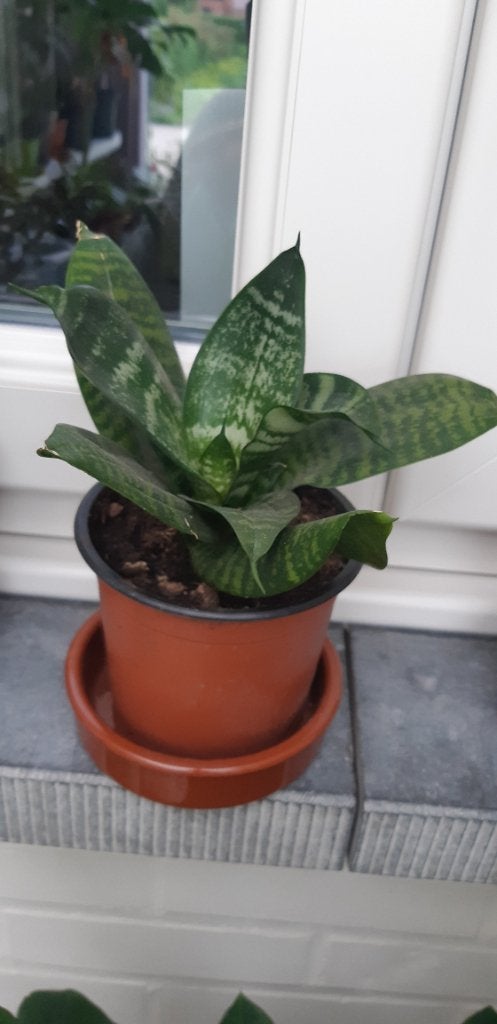 Sanseveria, Huis en Inrichting, Kamerplanten, Ophalen, Vetplant, Minder dan 100 cm, Volle zon