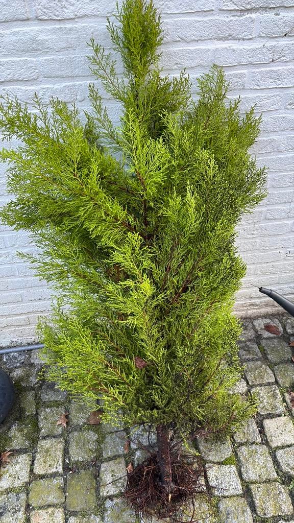 20 mooie coniveren te koop moet met spoed weg, Tuin en Terras, Planten | Bomen, Ophalen