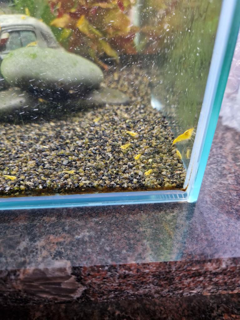 Gele neocaridina garnalen met aquarium
