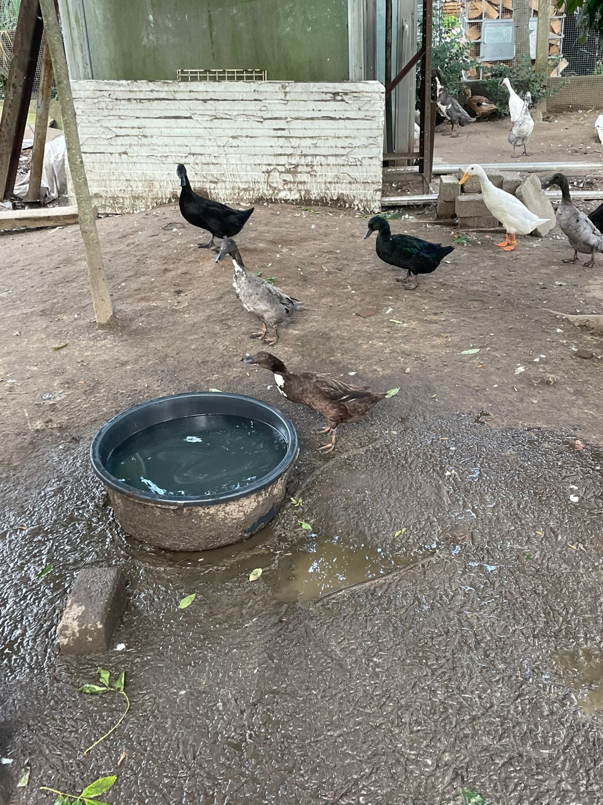 Loopeend vrouwtjes, Femelle, Canard