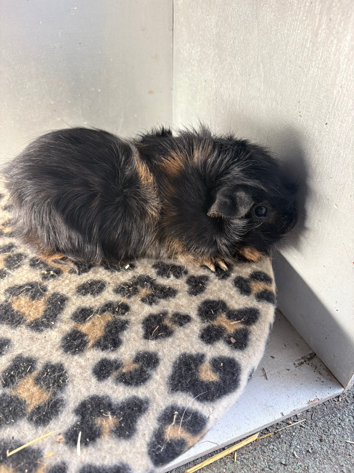 Borstel cavia., Dieren en Toebehoren, Cavia, Juni, Mannelijk, Tam