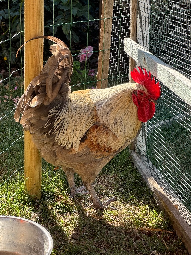 Haan, Mâle, Poule ou poulet