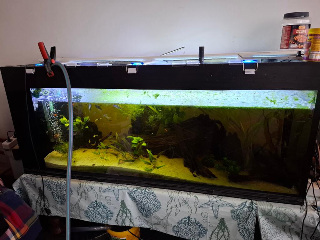 Aquarium met vissen, Ophalen