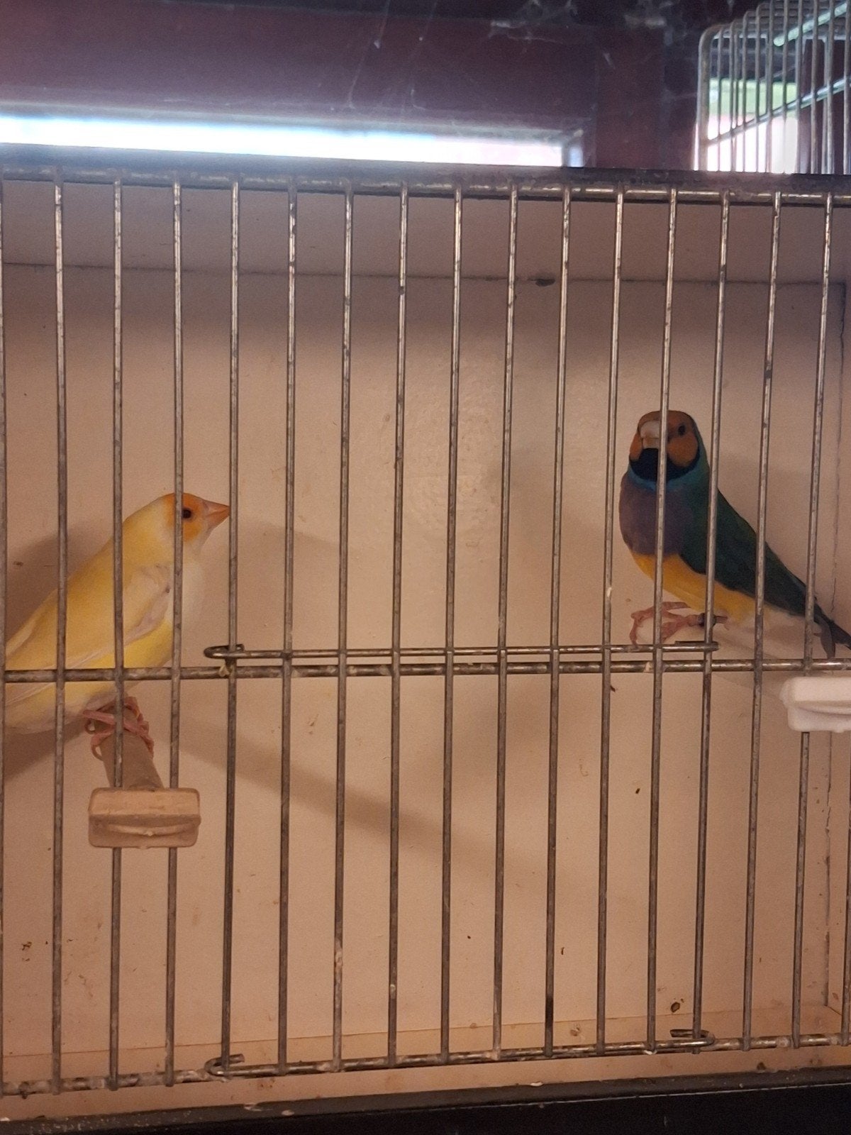 GOULD INO, Animaux & Accessoires, Plusieurs animaux, Oiseau tropical, Bagué