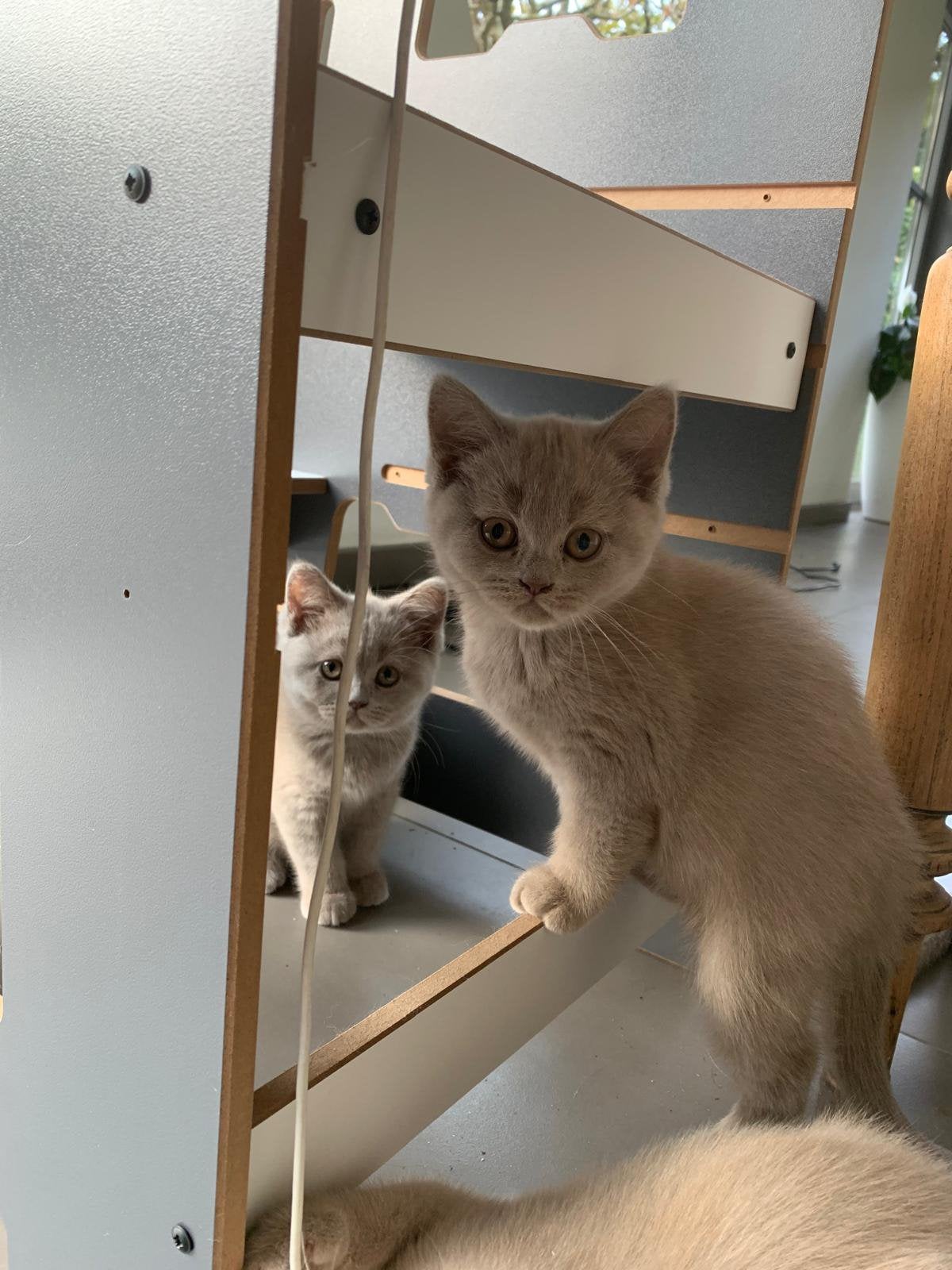 Brits Korthaar kitten met stamboom, Chatte ou Chat, Avec pedigree, 0 à 2 ans