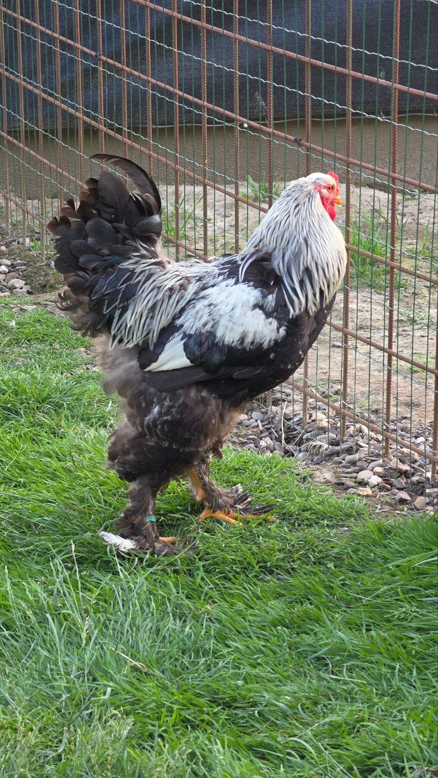 Brahma Groothoenders (div. kleuren) te koop, Dieren en Toebehoren