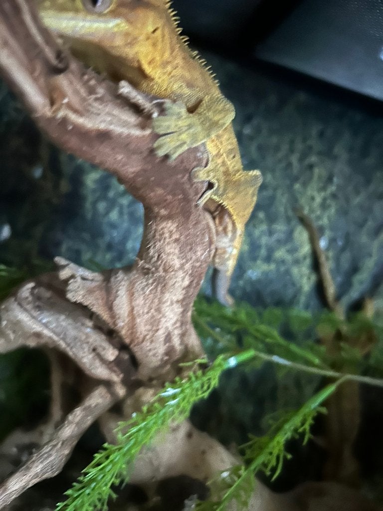 Wimpergekko mannetje, Animaux & Accessoires, Reptiles & Amphibiens, Lézard, Domestique, 0 à 2 ans