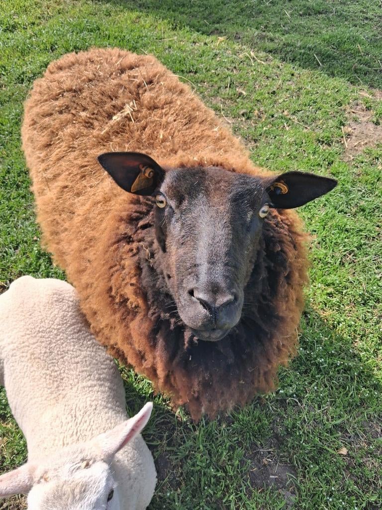 Ooi met ram lam, Meerdere dieren, Schaap, 0 tot 2 jaar