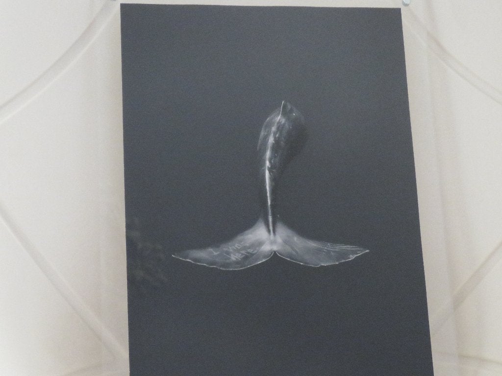 Giclée Small Fry I Was Here Whale No 7/40, Antiquités & Art, Numéroté, Enlèvement ou Envoi, Giclée