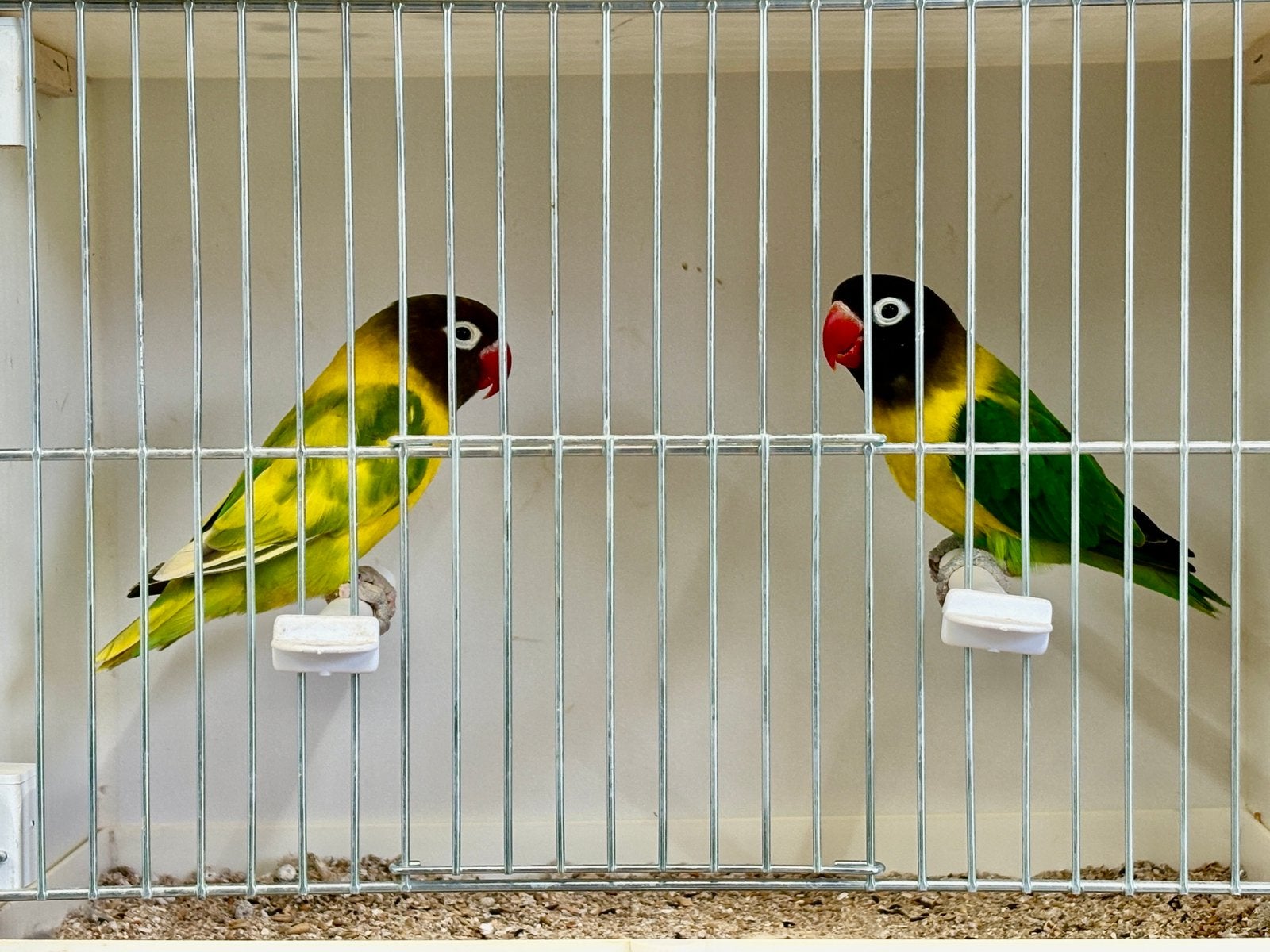 Koppel Agapornis Personata, Plusieurs animaux, Perroquet nain ou Inséparable, Bagué