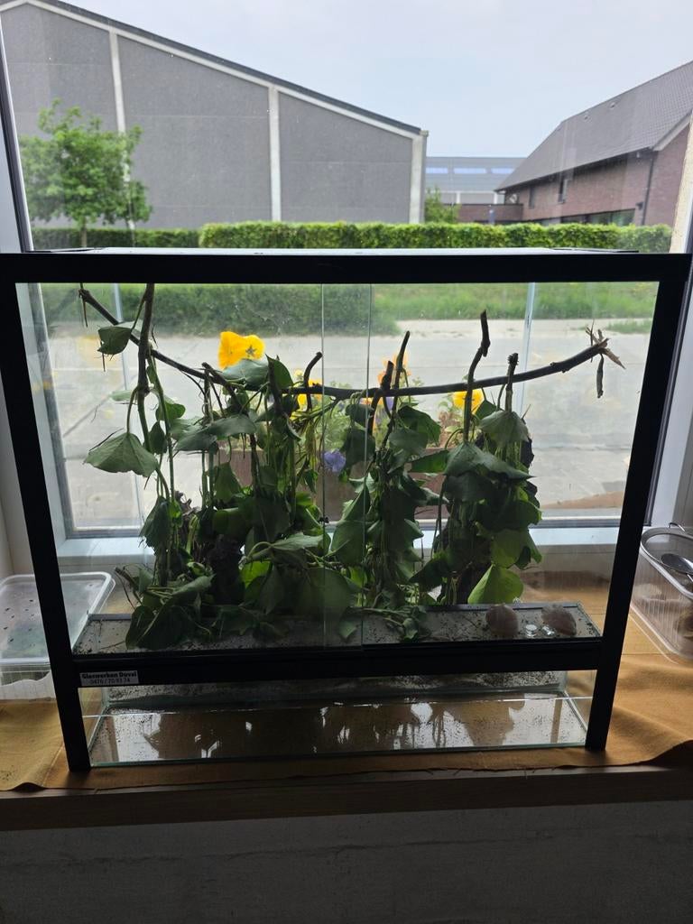Terrarium, Dieren en Toebehoren, Ophalen