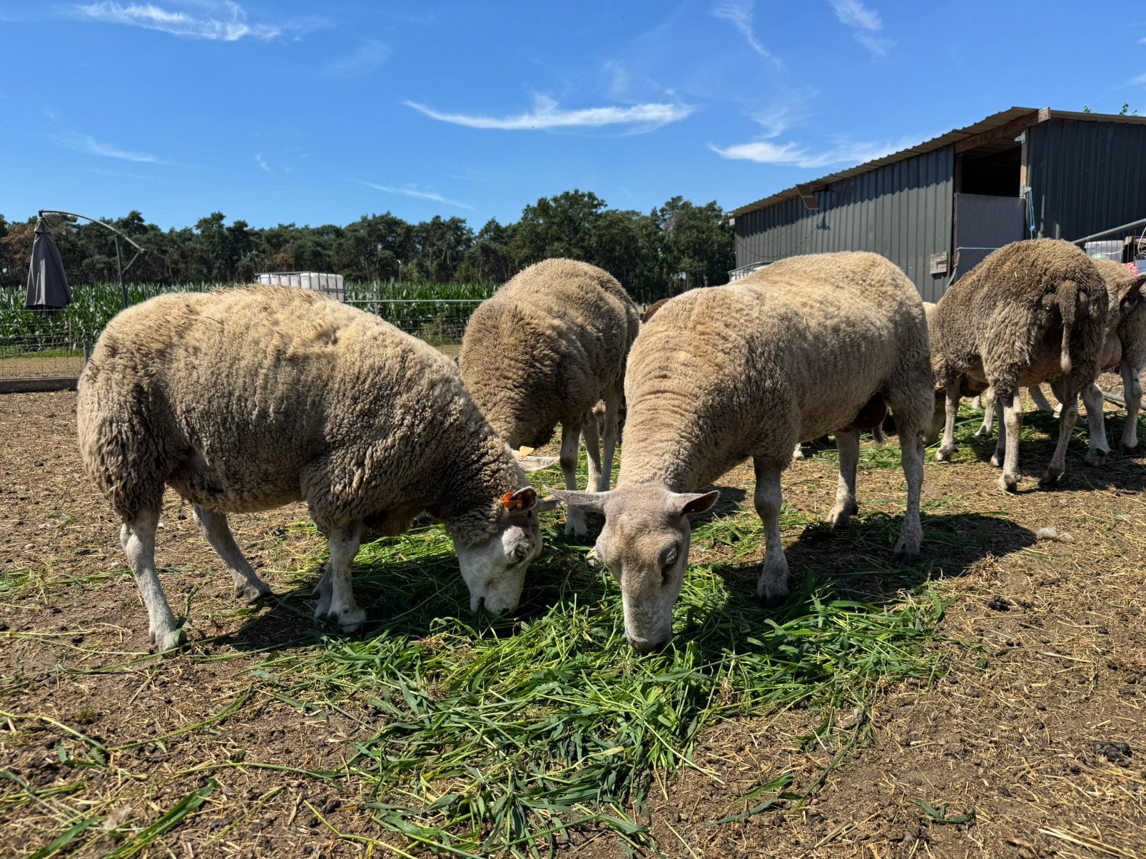 koppel Texel en Texel-kruising schapen, Animaux & Accessoires, Moutons, Chèvres & Cochons, Mouton
