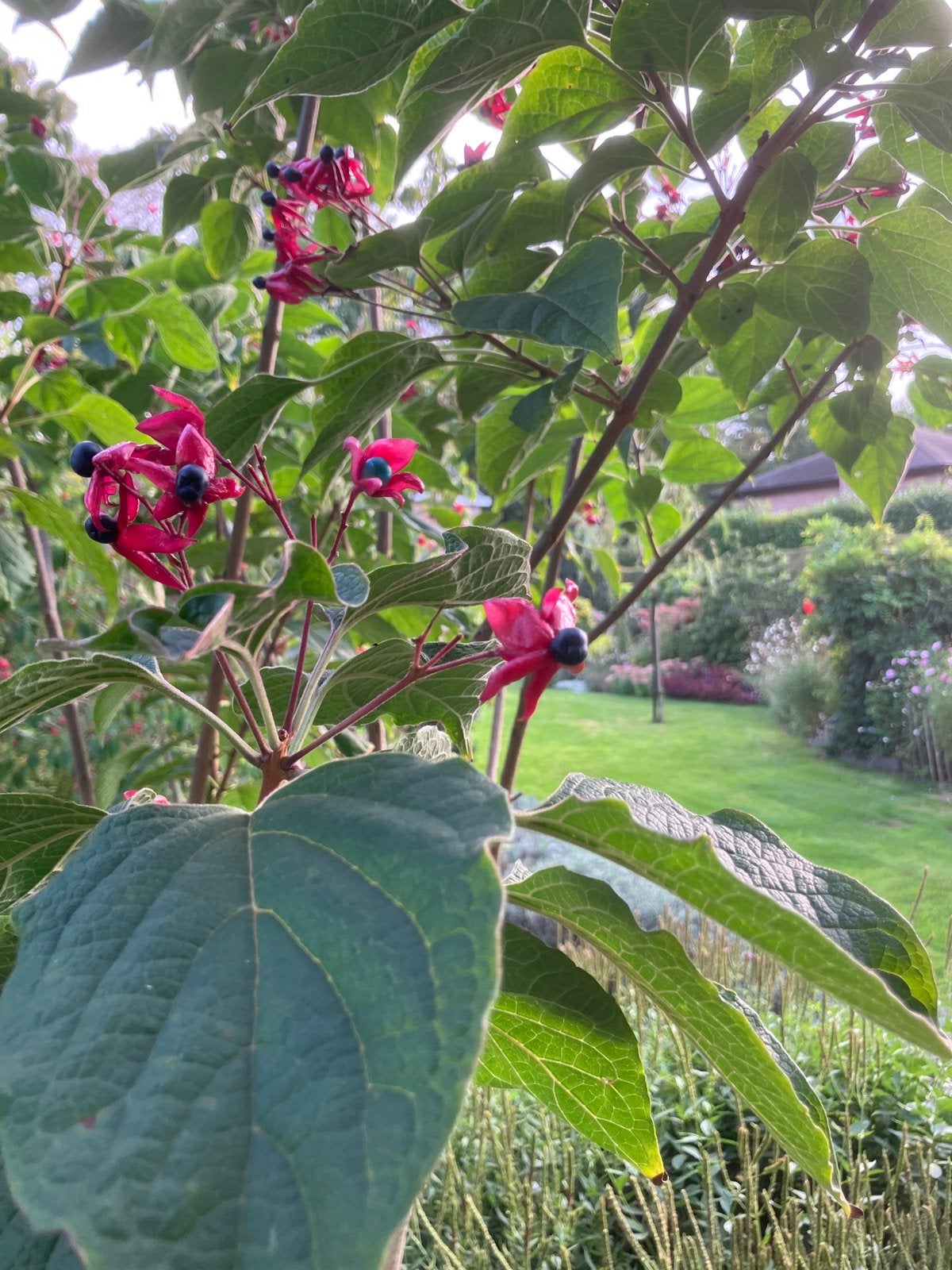 Pindakaasboom (Clerodendrum trichotomum0), Tuin en Terras, Ophalen