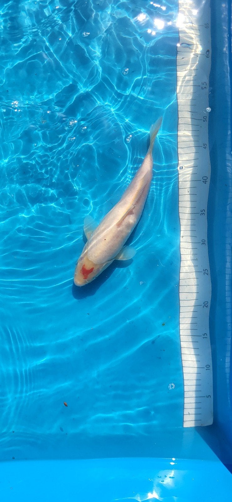 Kohaku 25-30 cm, Dieren en Toebehoren, Vissen | Vijvervissen