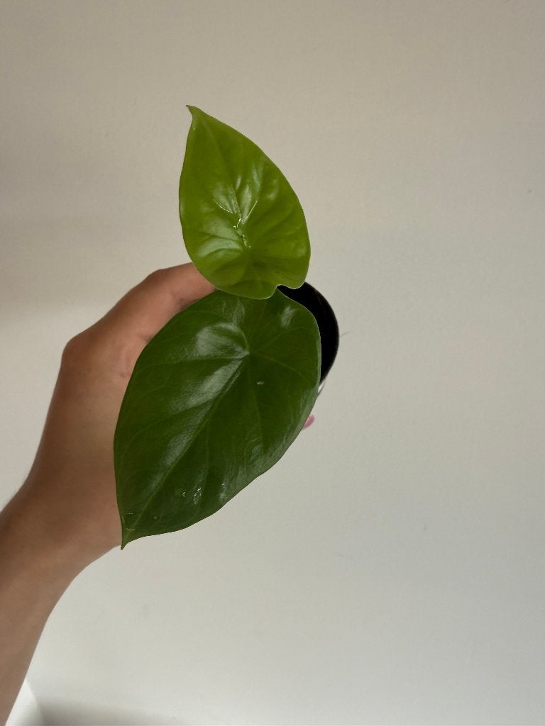 Alocasia Lukiwan, Autres espèces, Enlèvement ou Envoi, Moins de 100 cm, Plante verte