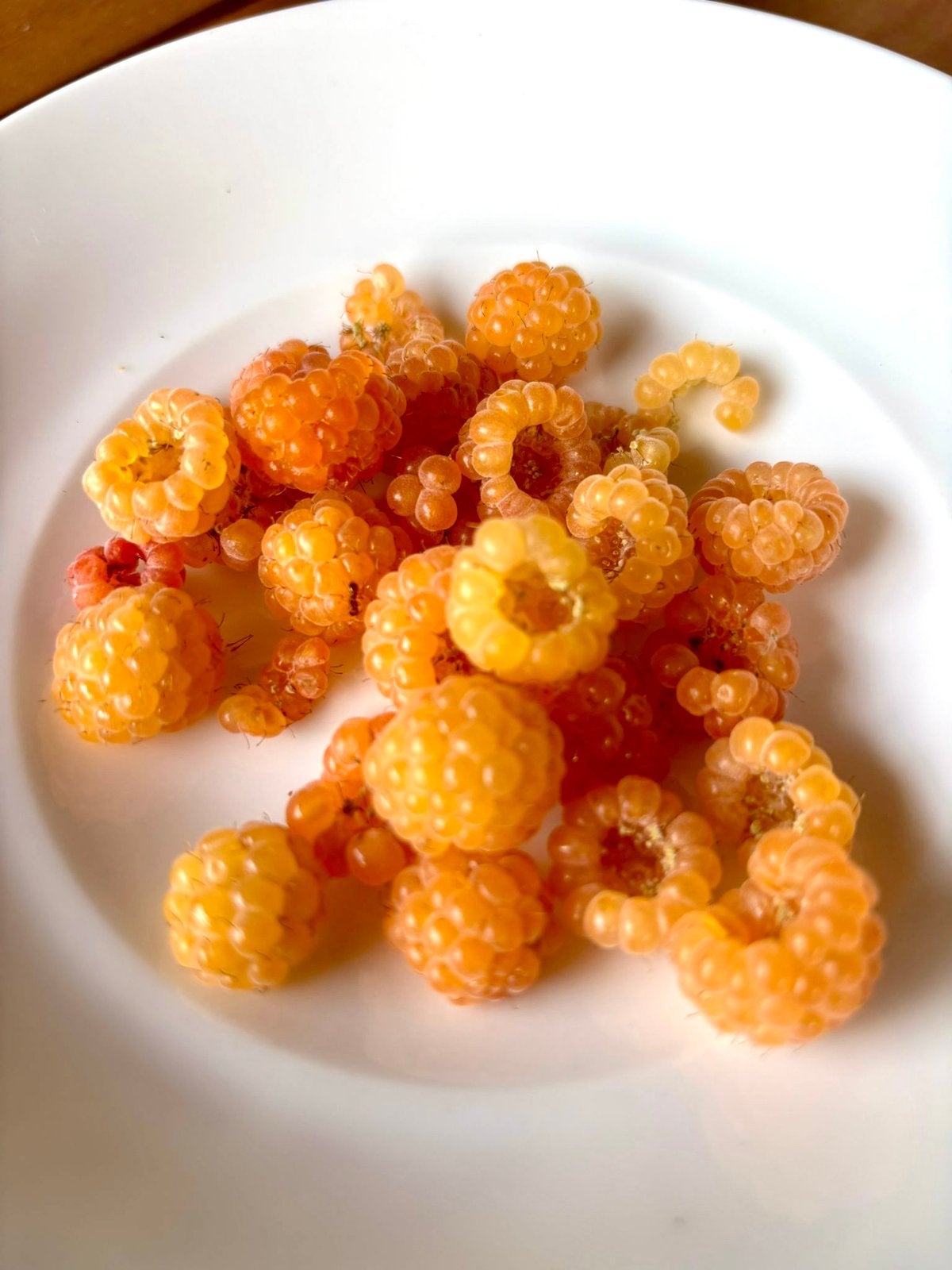 Framboise orange dans un pot, Enlèvement, Plante fixe, Plantes fruitières