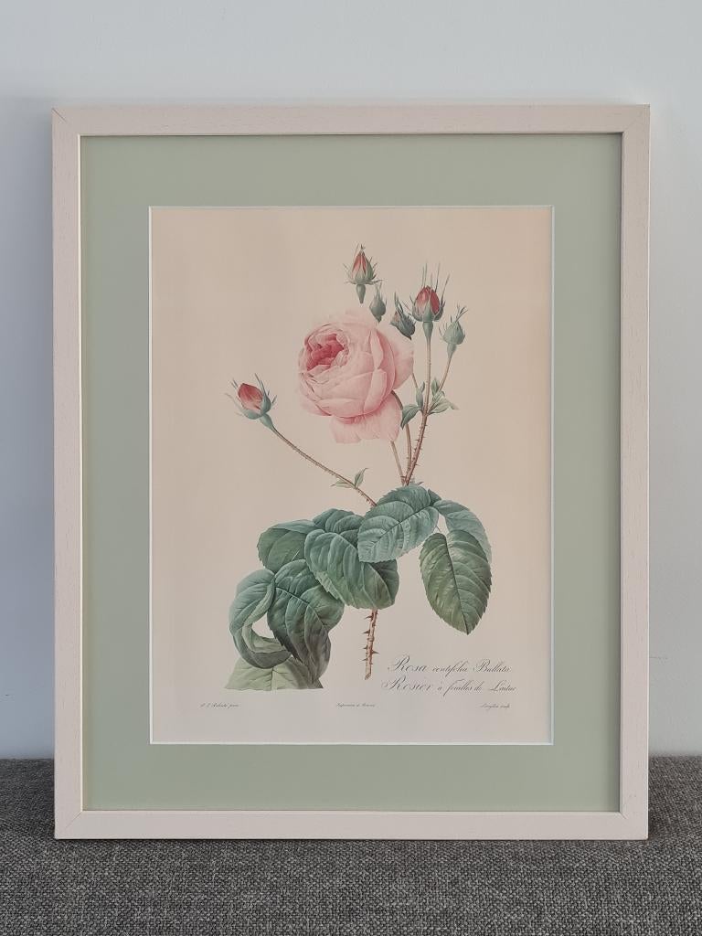 Prachtige kader : litho Rosa Centifolia Bullata -P.J.Redouté, Antiek en Kunst, Ophalen of Verzenden
