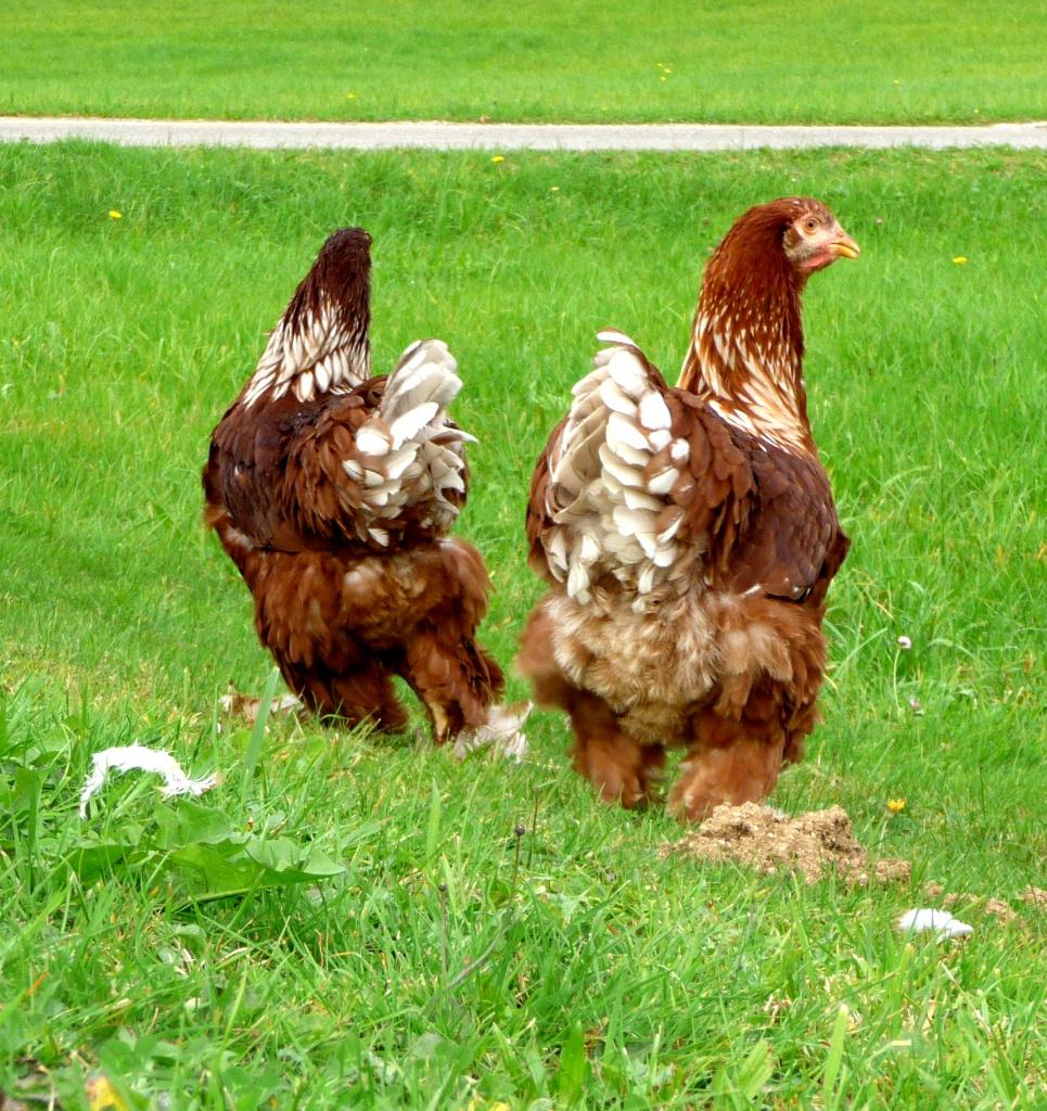 Brahma broedeieren rood-wit uit te broeden, Verzenden, Nieuw