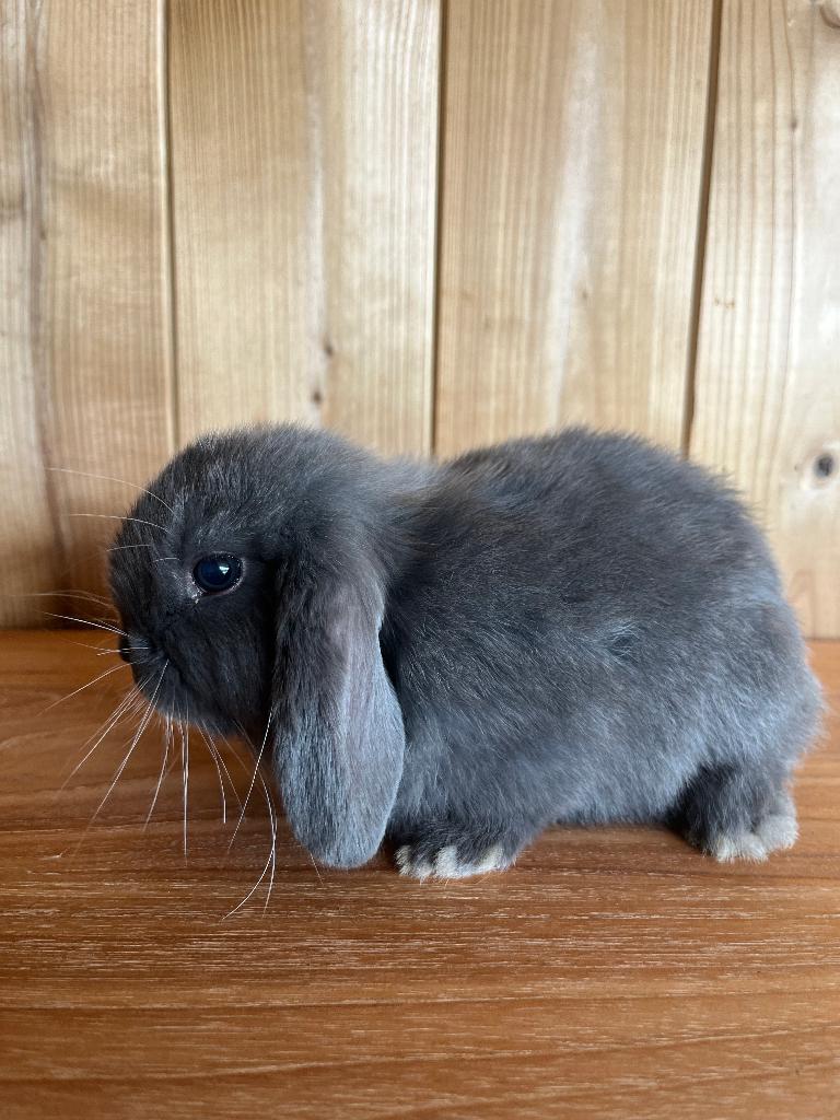 Nederlandse hangoor mannetje, Dieren en Toebehoren, Konijnen, Mannelijk, Middelgroot, Hangoor, 0 tot 2 jaar