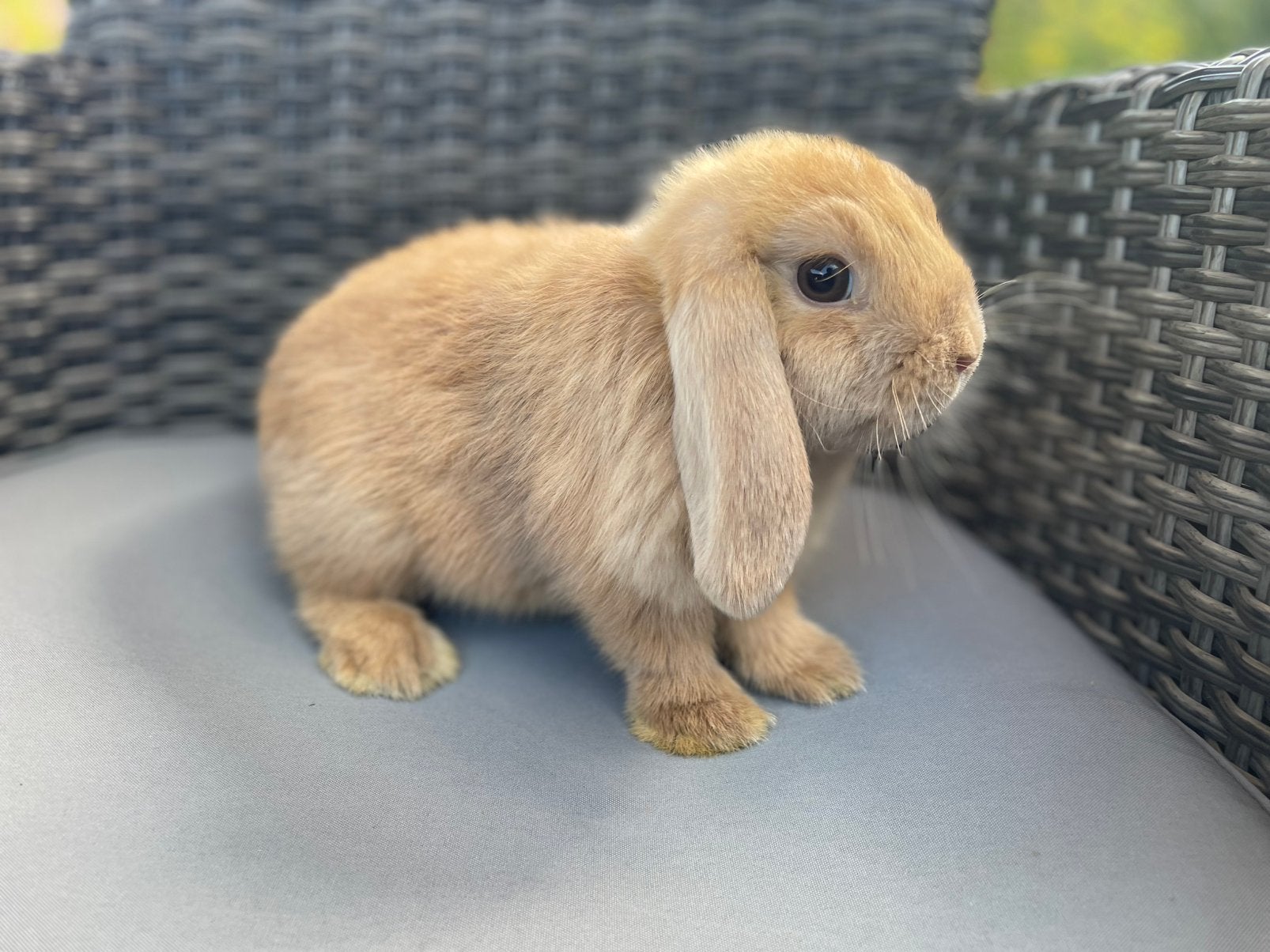Minilop konijntje, Dieren en Toebehoren, Konijnen