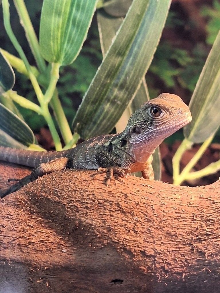 bébé Verseau australien, Animaux & Accessoires, Lézard, 0 à 2 ans