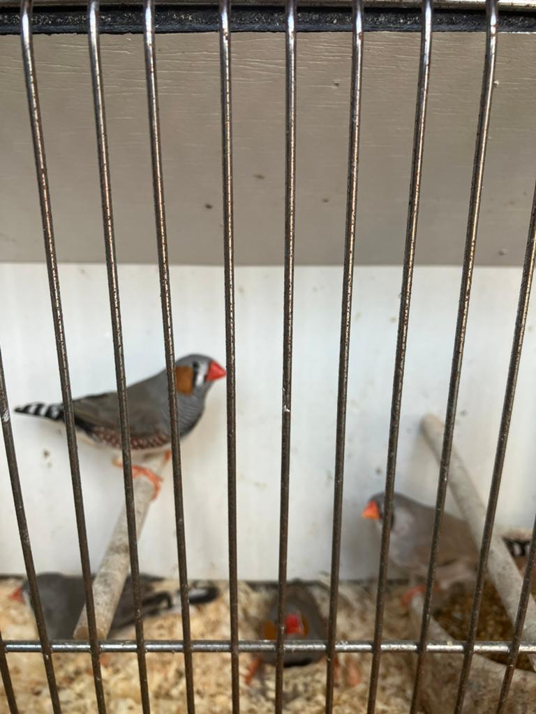 4 KWEEKRIJPE ZEBRAVINKJES VOOR 30 EURO, Dieren en Toebehoren, Vogels | Overige Vogels, Meerdere dieren, Tropenvogel