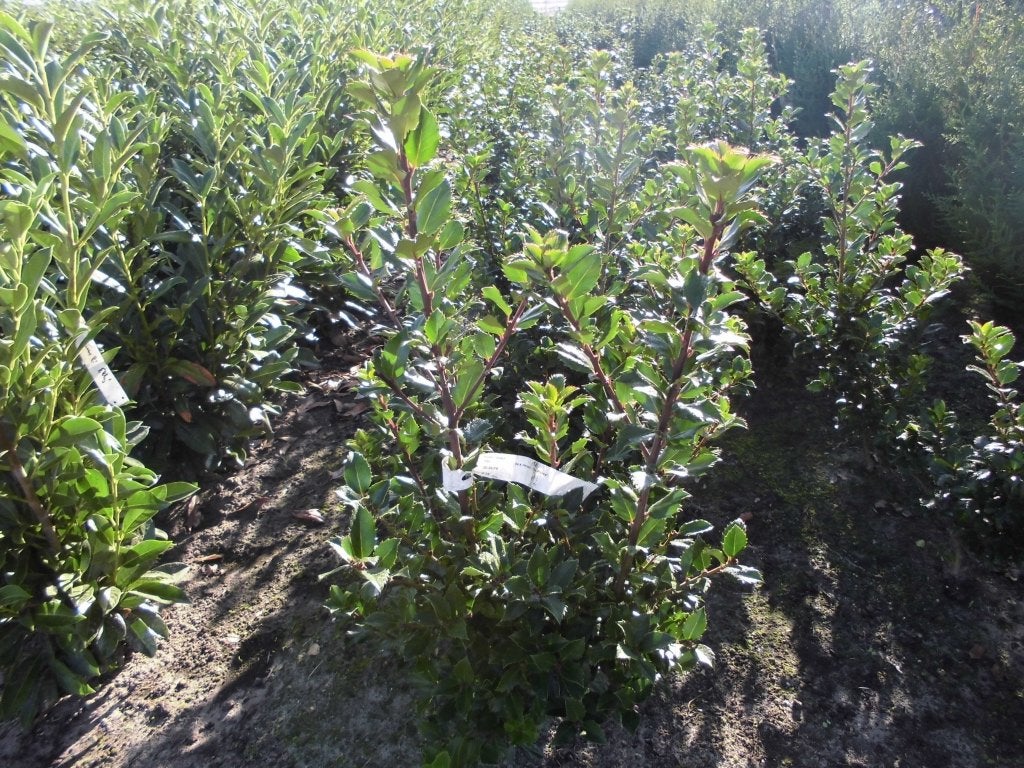 Ilex,Photinia, Tuin en Terras, Ophalen, Hulst, Haag, Minder dan 100 cm
