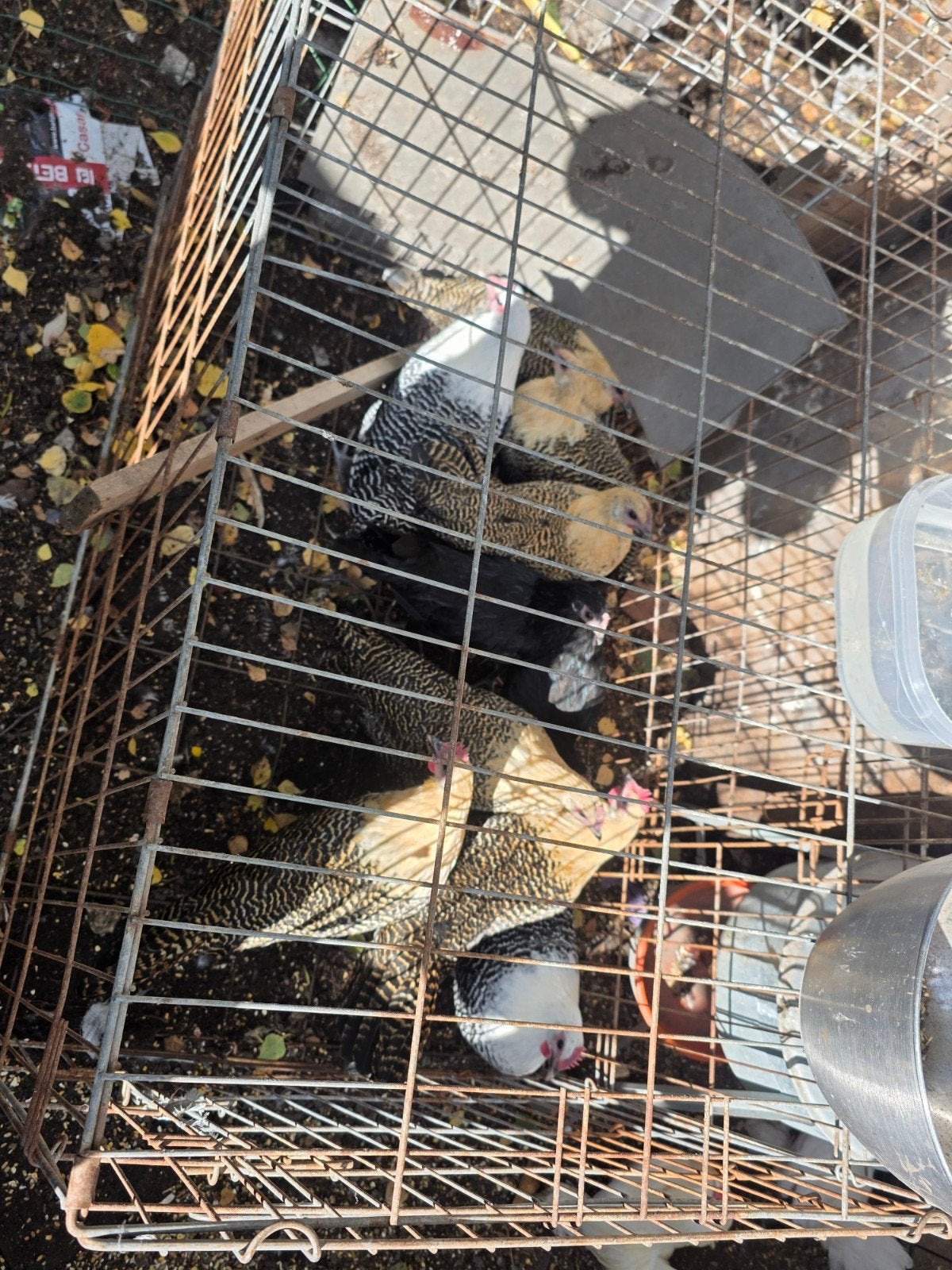 À vendre : 10 poules pondeuses 
10 jeunes poules pondeuses, Enlèvement ou Envoi