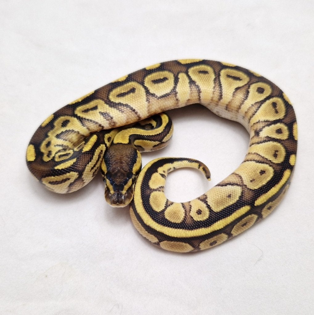Enchi Bongo het Clown koningspython vrouw Ball Python - female for sale from jurgen