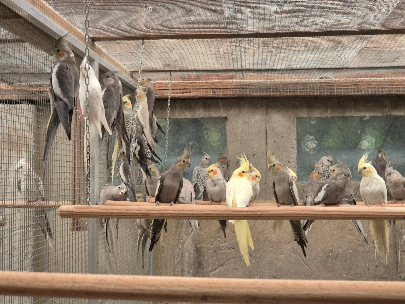 valkparkieten, Plusieurs animaux, Perruche, Bagué