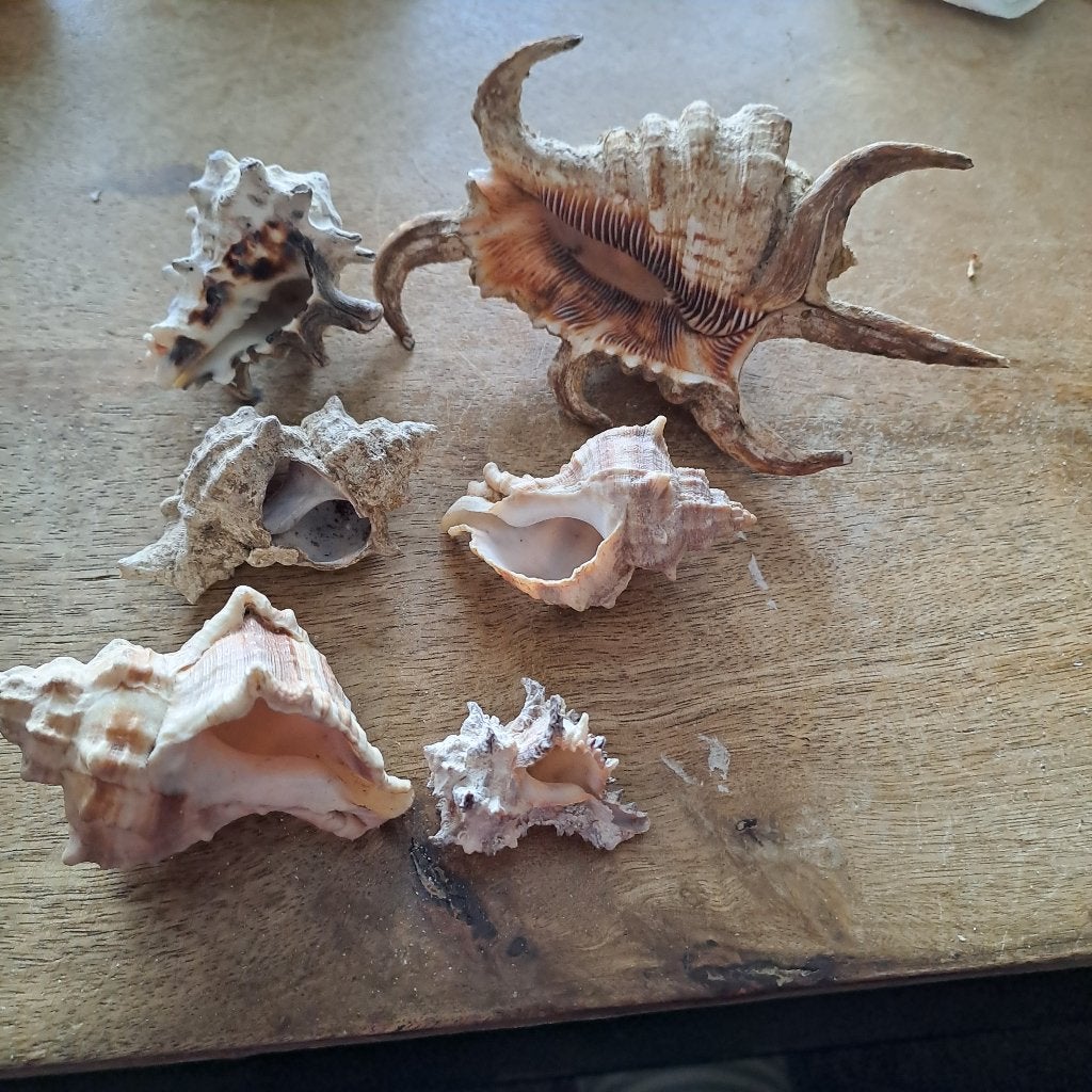 Muricidae, Enlèvement, Coquillage(s)