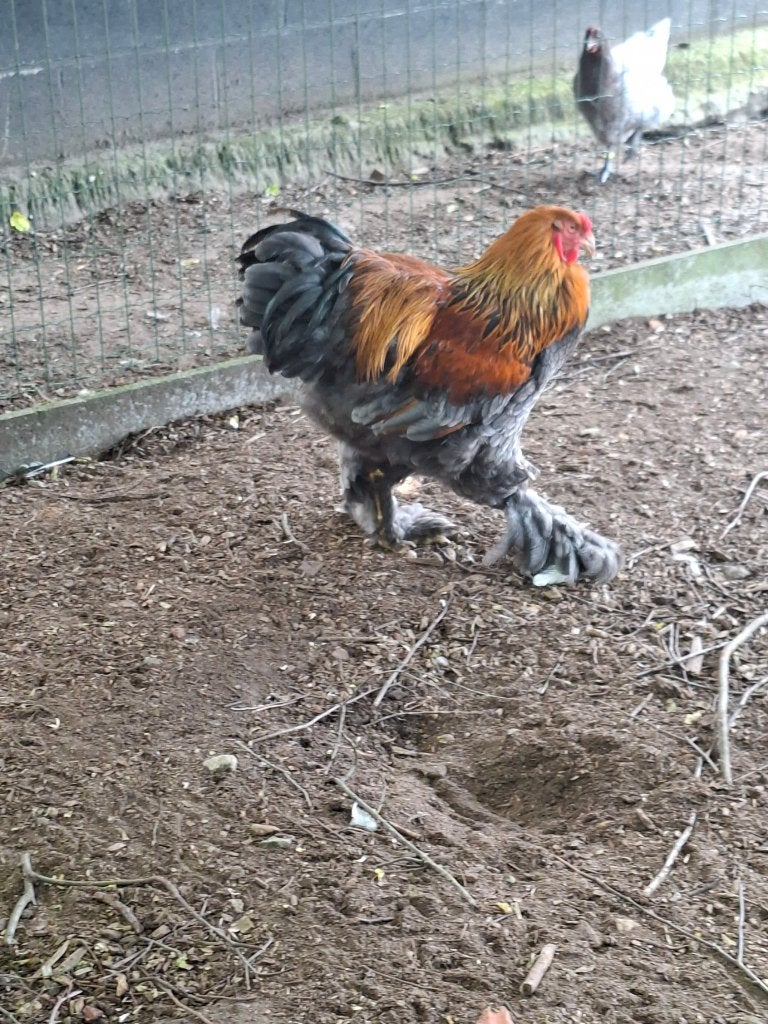 Sierkippen, Meerdere dieren, Kip