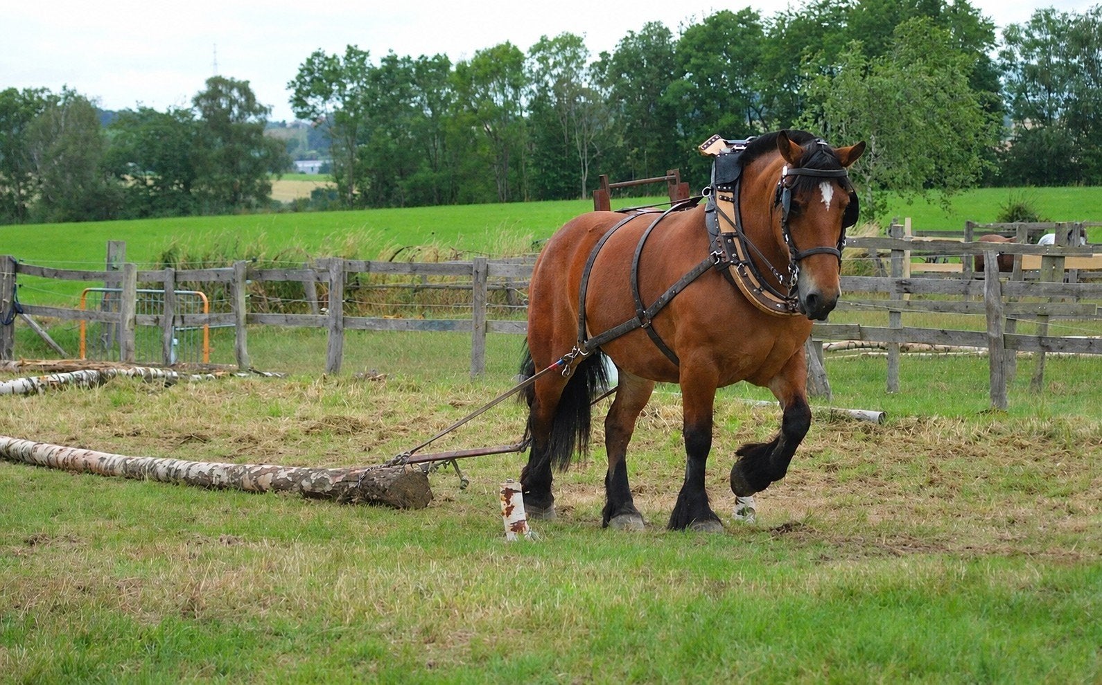 Ardenner merrie, Dieren en Toebehoren, Merrie