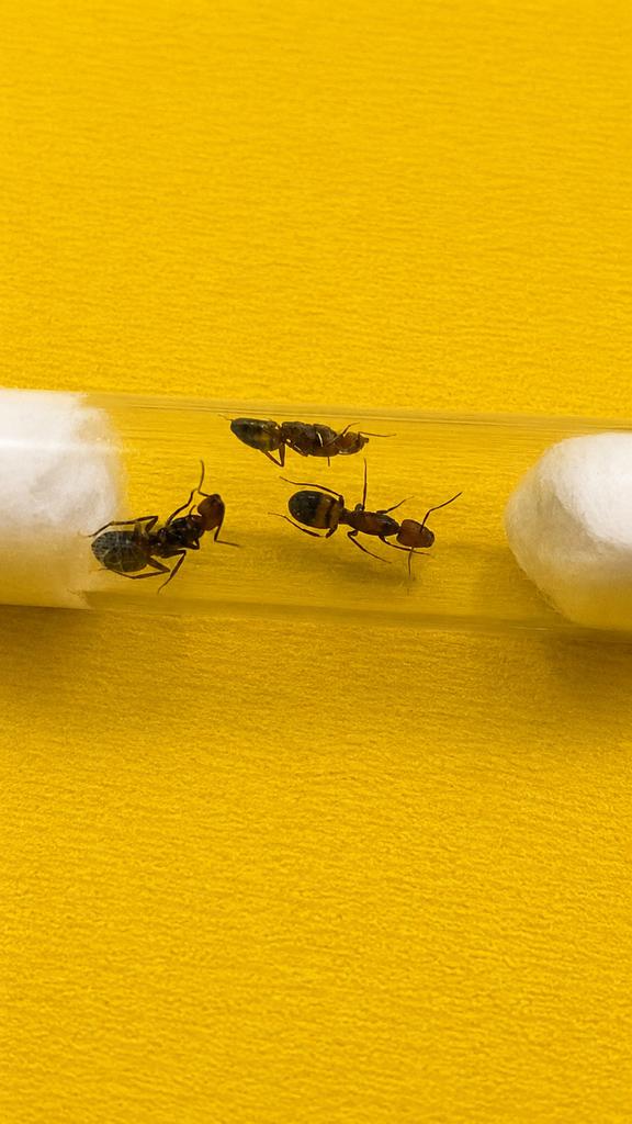 Camponotus Nicobarensis 3 koninginnen met broed, Dieren en Toebehoren, Mieren