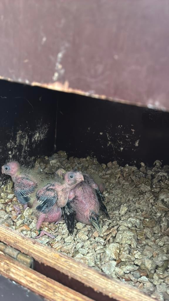 Valkparkiet. Jong  voor met hand Groot te bregen  geringt, Dieren en Toebehoren