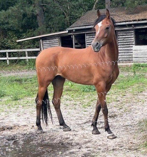 métis arabe brun 8 ans 1m57, Moins de 160 cm, Cheval de récréation, 7 à 10 ans, Hongre