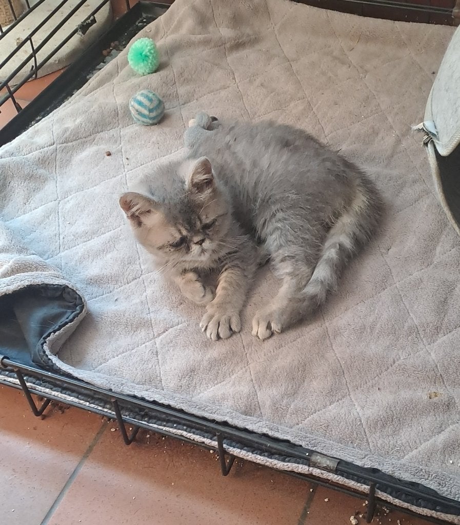 exotic kittens, Kater, Gechipt, 0 tot 2 jaar