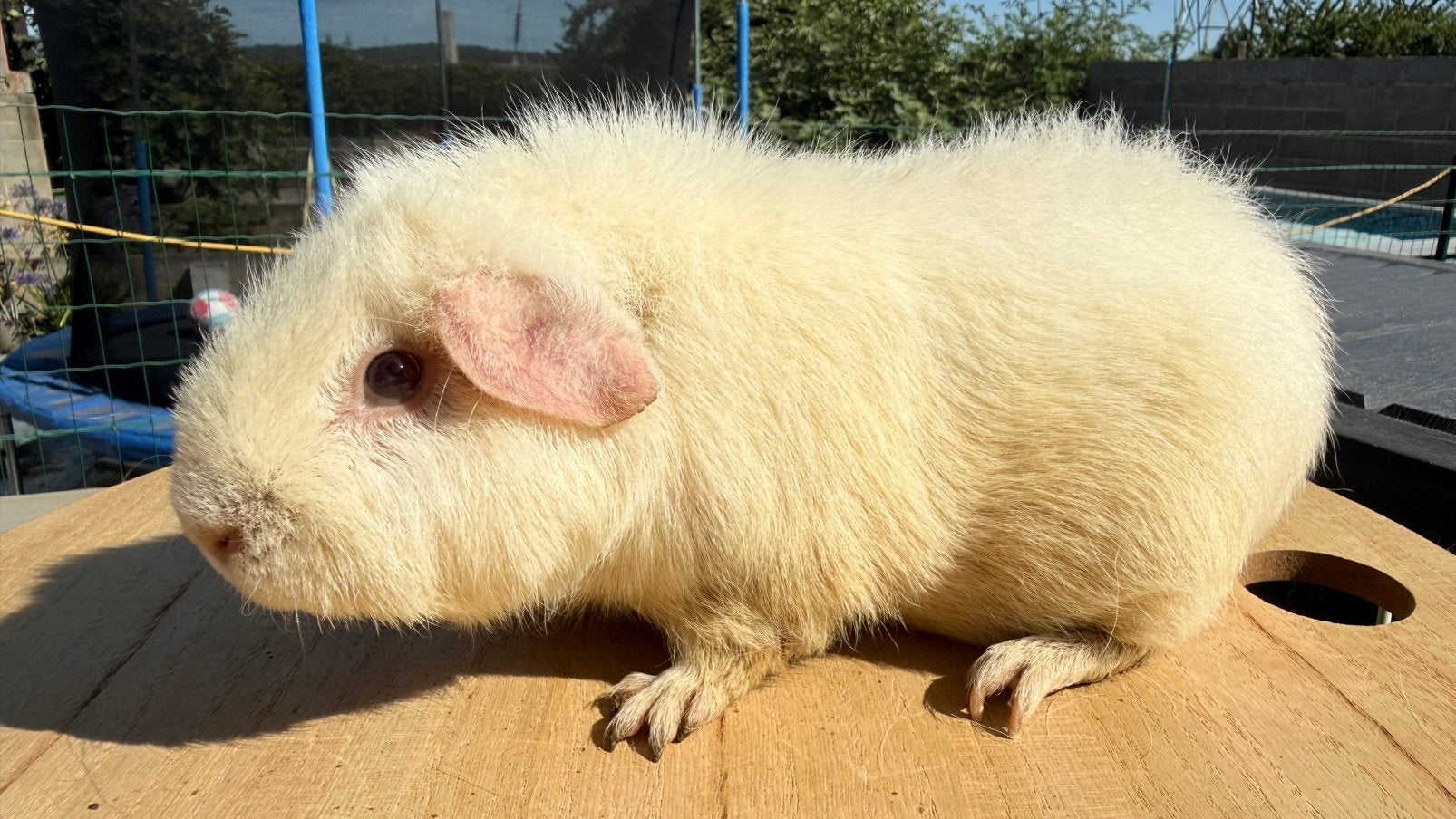 Cavia, Cobaye Femelle Us Teddy blanche yr, Août, Domestique, Cobaye, Femelle