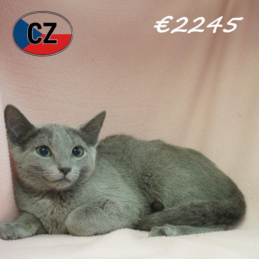 Bleu Russe femelles élégantes à vendre, Chatte ou Chat, Avec puce électronique, 0 à 2 ans