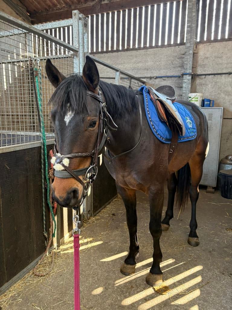 4j ruin Stanley x Laptop – springtalent met power, Dieren en Toebehoren, Springpaard, Met stamboom, Ruin, 3 tot 6 jaar