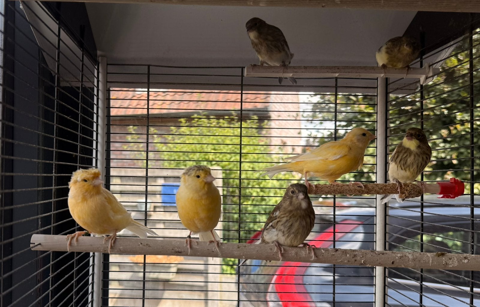 Jonge kanaries, Dieren en Toebehoren