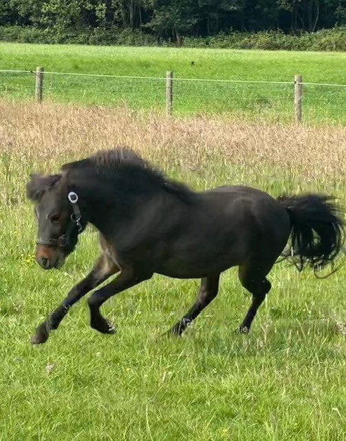 Miniatuurpaard hengst, Poney de récréation, Avec pedigree, 0 à 2 ans, Ne s'applique pas