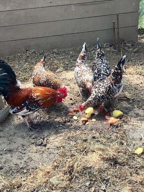 Broedeieren Doornikse kriel, Dieren en Toebehoren