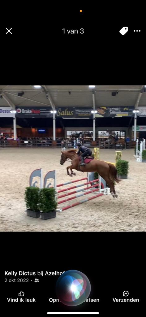 Brave en betrouwbare merrie met goude karakter, Jument, M