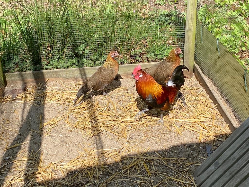 1-2 rode kamhoen, Plusieurs animaux, Autres espèces