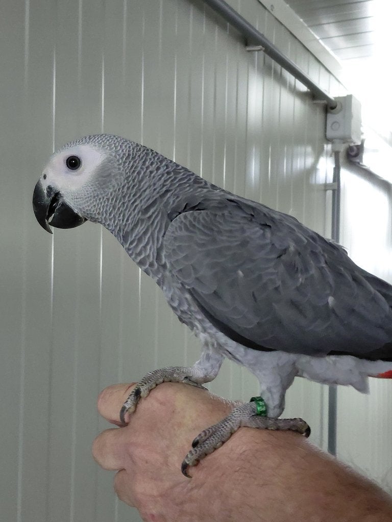 Jonge tamme Grijze roodstaart-papegaaien., Animaux & Accessoires, Oiseaux | Perruches & Perroquets, Mâle, Perroquet, Parleur
