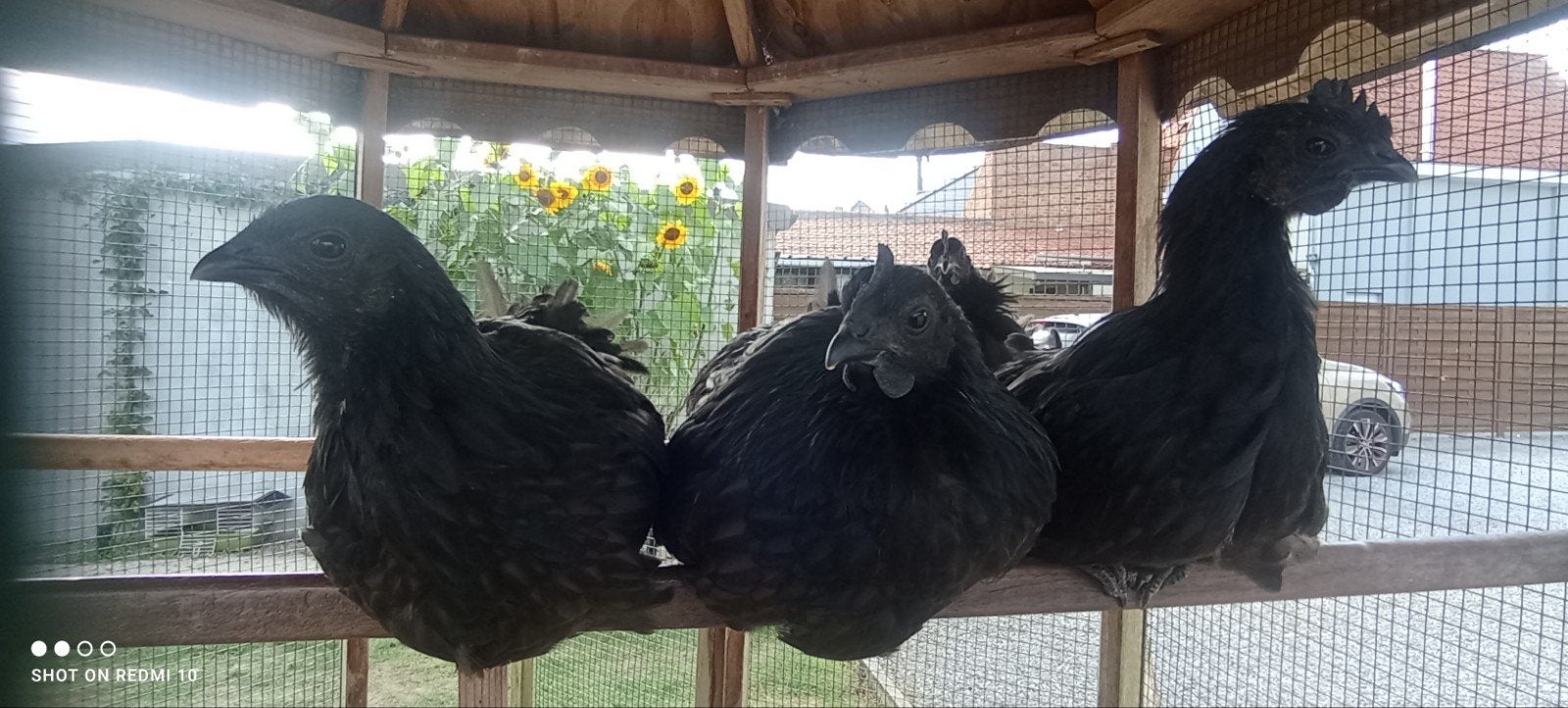 Ayam cemani poulets, Animaux & Accessoires, Femelle