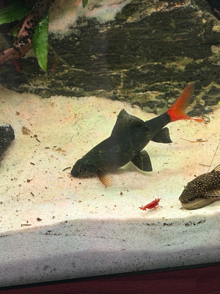 mooie grote vuurstaart, Dieren en Toebehoren, Vissen | Aquariumvissen